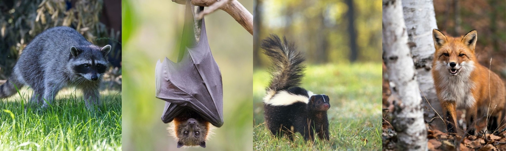 Official Website for Crawford County Wisconsin - Animal Bites And ...